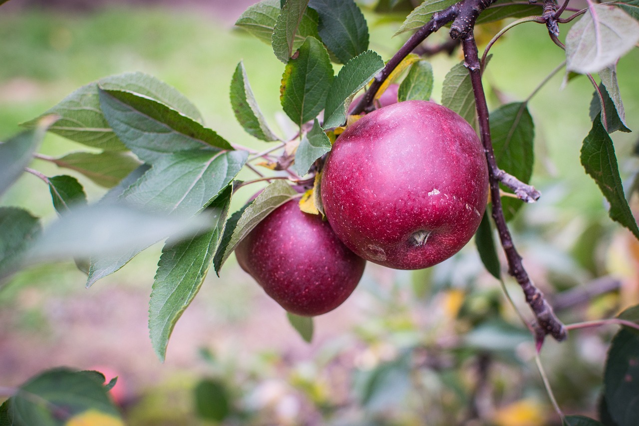 The Orchard That Only Bore Fruit for the Honest